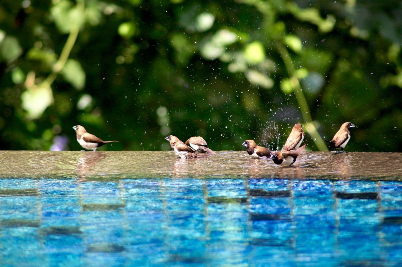 The Manipura Luxury Estate And Spa Up To 18 Person, Fully Serviced Убуд Экстерьер фото